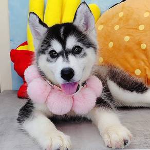 Wooly Husky