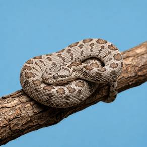 Egg Snake