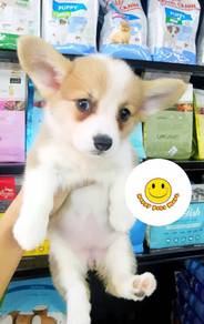W66 Corgi bi color puppies