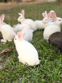 Rabbit Mix