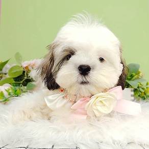 Shih Tzu