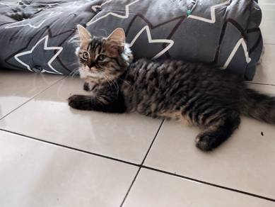 Persian 