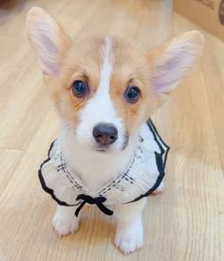 Welsh Corgi