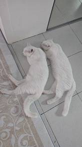 Kucing Mix BSH + Anggora (Mata rare)