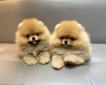 POMERANIAN PUPPIES A171 🌻 Sort of shine Boy~Girl
