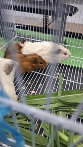 Guineapig