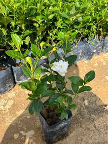 Gardenia Jasminoides / Cape Jasmine