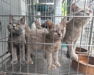 British shorthair