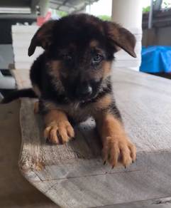German Shepherd