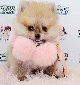 Pomeranian