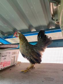 Ayam Hutan x Serama