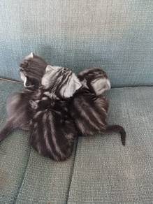 The Pure ASH american short hair kittens