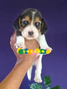 Beagle (F)