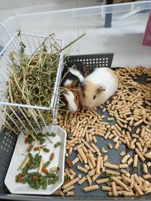 Guinea pig