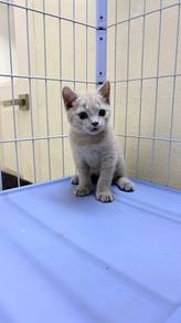 BSH Lilac