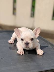 Pure Breed French Bulldog Puppy