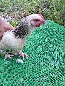Ayam Betina Light Suxxes (LSX)