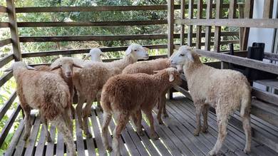 kambing biri Jaras 8 ekor