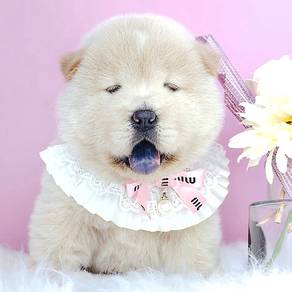 Chow Chow