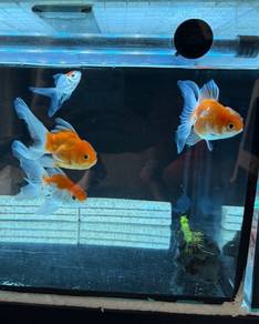 Oranda Goldfish