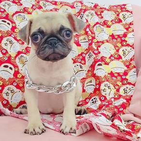 Pug