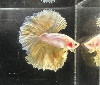 Thailand Betta Halfmoon/Rosetail
