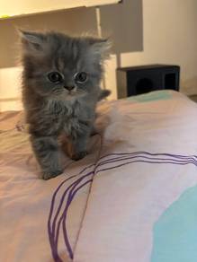 Persian kitten