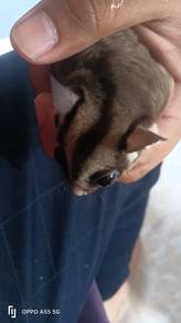 Sugar glider