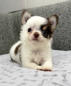 CHIHUAHUA PUPPIES 163🌷Head Apple Bonnie Dog