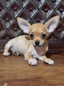 chihuahua puppy 4