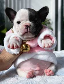 FRENCH BULLDOG PUPPIES VIP88🌻 Cute & Healthy Boy