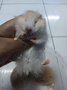 hamster syrian 
