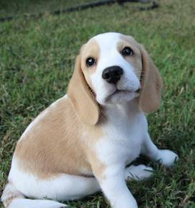 Beagle male female