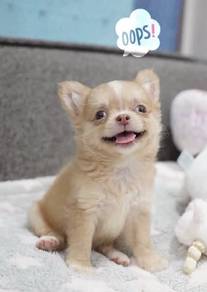 CHIHUAHUA PUPPIES VIP17🌷Head Apple Cute Dog