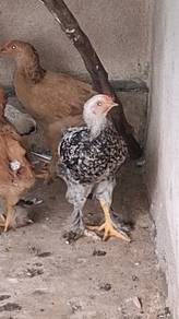 ayam brahma 