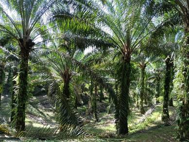 Agricultural Land in Behrang Stesen, PRK