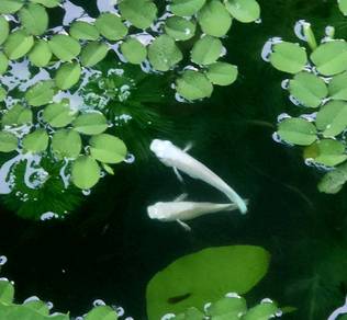 Platinum Molly Fish