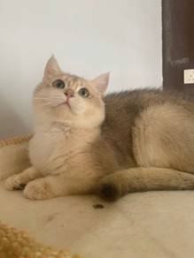 British Shorthair Blue Golden