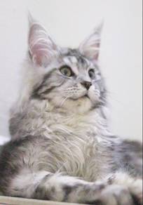 Maine Coon