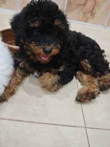 Toy Poodle