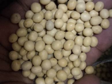 Kacang Soya 