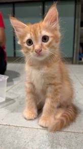 Free cat adoption