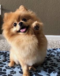 Gentle Pomeranian Tiny Cute Puppy Puppy