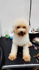 Adult Tiny Bichon  Male looking for new owner 