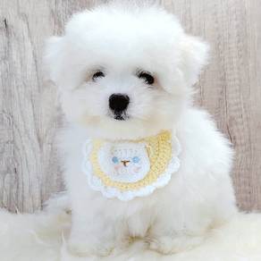 Maltipoo
