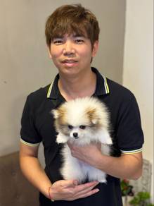 Tiny Pom
