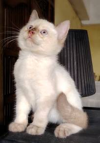 British Shorthair Kitten