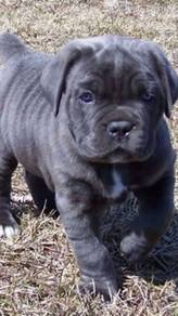 QQQ1000 Cane Corso Black haired #MKA