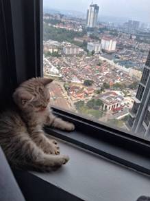 Bsh Ash Marble Fluffy