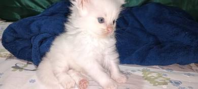 DLH Cat